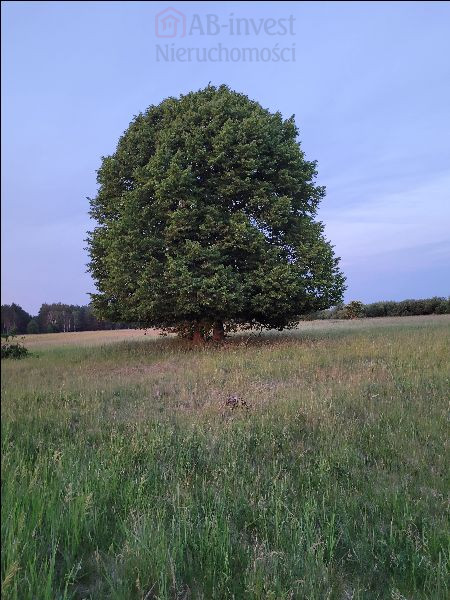 Działka Sprzedaż Lubczyna