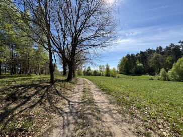 Działka Sprzedaż Kikorze