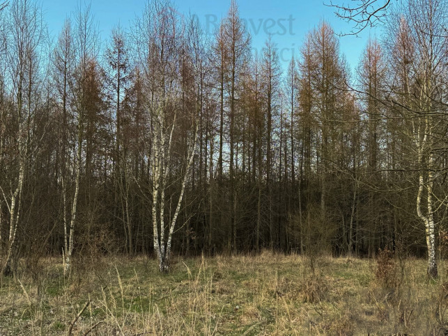 Działka Sprzedaż Błotno Błotny Młyn 3