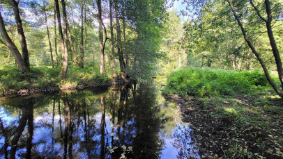 Działka Sprzedaż Staw